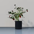 Bonsai Plant With Green And Red Leaves In Black Cylindrical Pot On Light Table