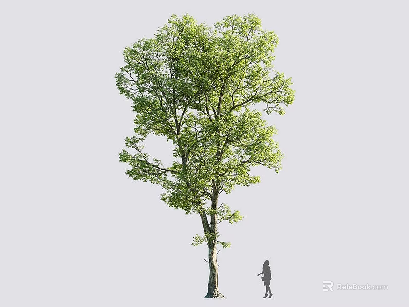 Tall Tree With Lush Green Leaves Strong Trunk And Person Beside Showing Size 3d model 
