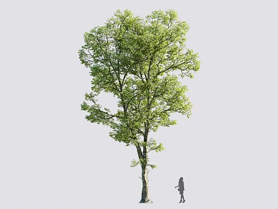 Tall Tree With Lush Green Leaves Strong Trunk And Person Beside Showing Size 3d model