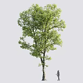 Tall Tree With Lush Green Leaves Strong Trunk And Person Beside Showing Size