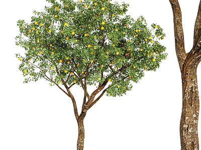 Arbor With Green Leaves And Yellow Fruits Showing Tree Trunk And Bark Texture 3d model