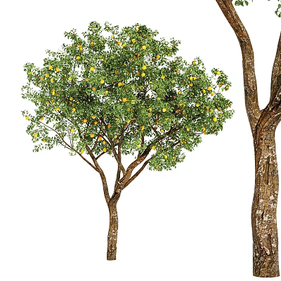 Arbor With Green Leaves And Yellow Fruits Showing Tree Trunk And Bark Texture 3d model