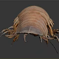 Giant Isopod Marine Animal With Pink Segmented Body Long Antennae And Multiple Legs