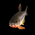 Aquatic Animal Whole Freshwater Fish With Red Head Silver Body Yellow Fins Against Black Background