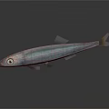 Silver Fish With Shiny Body And Large Eye On Dark Background With Reflection