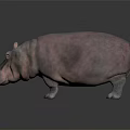 Pinkish Gray Hippopotamus Standing On Dark Background With Shiny Skin And Reflection