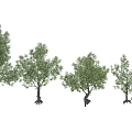 Arbor Trees In Row With Vibrant Green Foliage And Lush Canopy