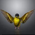 Yellow Bird With Black Head Spread Wings On Reflective Surface Against Gray Gradient Background 3d model