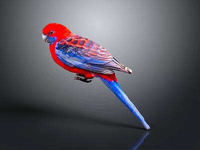 Red And Blue Parrot With Striped Feathers On Dark Background With Reflection 3d model