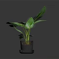 Indoor Green Plant with Large Fresh Leaves in Black Pot on Dark Background