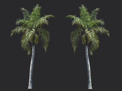 Two Tall Palm Trees With Green Fronds And White Trunks Against Black Background 3d model