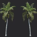 Two Tall Palm Trees With Green Fronds And White Trunks Against Black Background