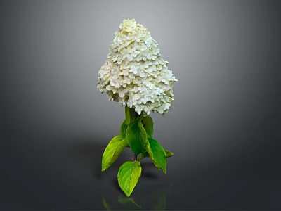 Beautiful White Hydrangea Plant with Lush Green Leaves Against Gray Background 3d model