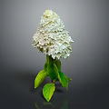 Beautiful White Hydrangea Plant with Lush Green Leaves Against Gray Background