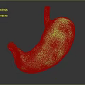 Detailed Stomach 3D Model Displaying Anatomical Structure With Pink Vascular Texture And Highlighted Section 3d model