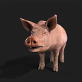 Realistic 3D Model Of A Pink Pig With Detailed Features And Smooth Texture