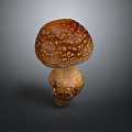 Brown Mushroom With White Spots And Root On Dark Background Isolated 3d model