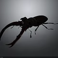 Stag Beetle With Large Curved Mandibles And Dark Exoskeleton Close Up View On Gray Background