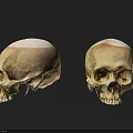 Human Skulls Anatomical Structure With Natural Bone Texture And Front Side Views