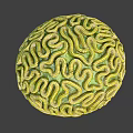 Green and Yellow Worms Forming Spherical Structure on Gray Background 3d model