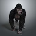 Realistic Gorilla With Black Fur And Detailed Texture In Standing Pose