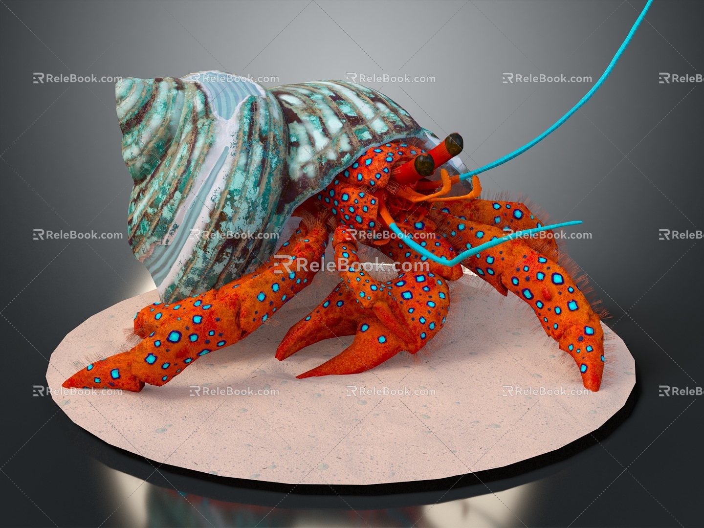 Modern Hermit Crab Crab Sea Crab River Crab Hairy Crab 3d model