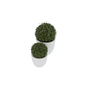 Large and Small Green Topiary Bushes in White Planters for Outdoor Decor