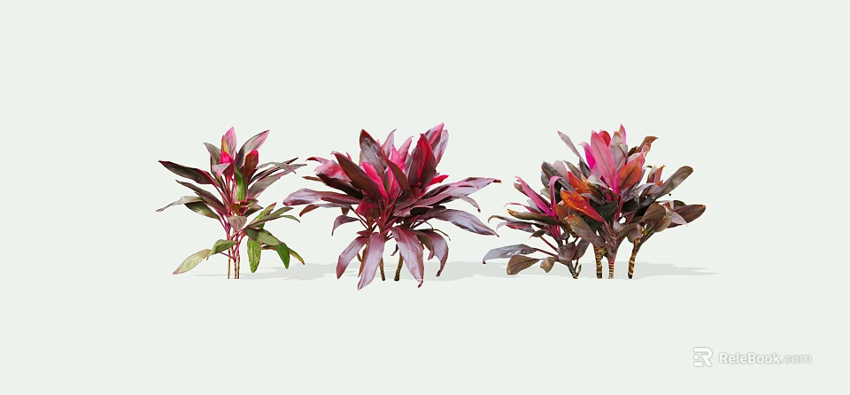 Vibrant Shrubs With Purple Red And Green Leaves For Garden Landscaping 3d model 
