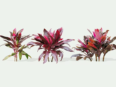 Vibrant Shrubs With Purple Red And Green Leaves For Garden Landscaping 3d model