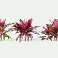 Vibrant Shrubs With Purple Red And Green Leaves For Garden Landscaping