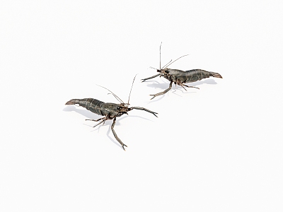 Animals Freshwater Prawns model