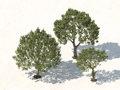 Three Arbor Trees With Lush Green Foliage And Strong Trunks In Sunlit Outdoor Area 3d model