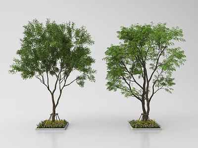 Two Green Leafy Trees Planted In Square Planters With Decorative Base Plants 3d model