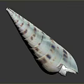 Long Pointed Aquatic Animal Conch Shell With White Purple Spots On Dark Reflective Surface
