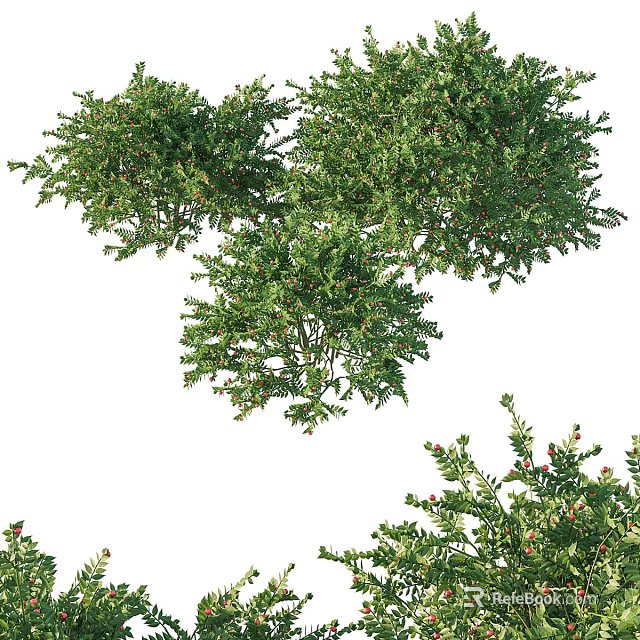 Lush Green Shrubs With Vibrant Red Berries For Outdoor Garden Landscaping 3d model 