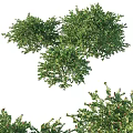Lush Green Shrubs With Vibrant Red Berries For Outdoor Garden Landscaping