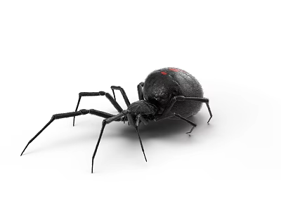 Black Reptile With Red Markings On Body And Long Legs In White Background 3d model