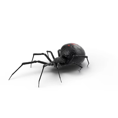 Black Reptile With Red Markings On Body And Long Legs In White Background 3d model