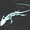 Reptile Skeleton Anatomical Structure With Detailed Bones And Long Tail