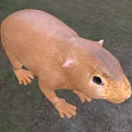 Brown Reptile With Whiskers And Sharp Claws In Grassy Field Habitat
