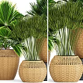 Bonsai Potted Plants in Wicker Baskets with Tropical Green Foliage and Stone Base