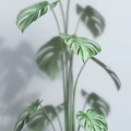 Various Types of Green Potted Plants in Different Flower Pots Against White Wall with Shadows