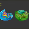 eukaryotic cell cross section cell structure cell tissue anatomy organ human organ 3d model