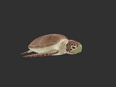 Brown Shell Sea Turtle With Intricate Pattern On Head And Flippers 3d model