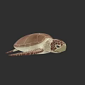 Brown Shell Sea Turtle With Intricate Pattern On Head And Flippers 3d model