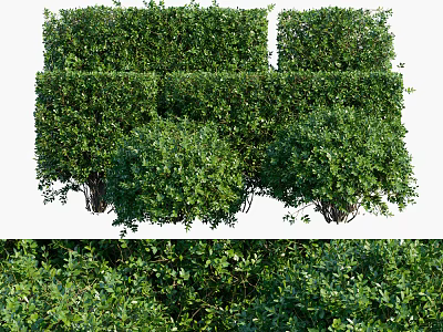Lush Green Shrubs For Garden Landscaping With Well Trimmed Shapes 3d model