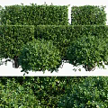 Lush Green Shrubs For Garden Landscaping With Well Trimmed Shapes