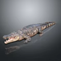 Crocodile Alligator Nile Crocodile carnivore reptile cold-blooded animal reptile 3d model