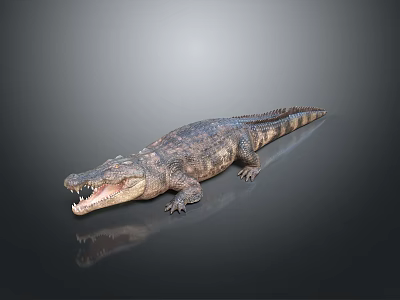 Scaly Crocodile Reptile with Open Mouth Lying on Reflective Dark Ground 3d model Scaly Crocodile Reptile with Open Mouth Lying on Reflective Dark Ground 3d model