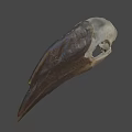 Ancient Fossil Skull With Large Sharp Beak And Detailed Bone Structure 3d model